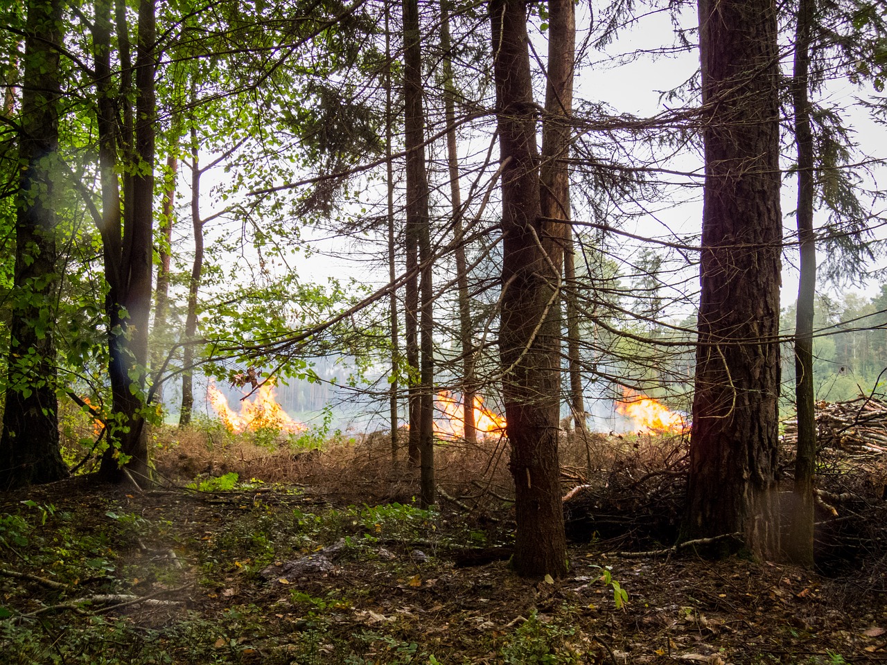 forest fire forest fire free photo