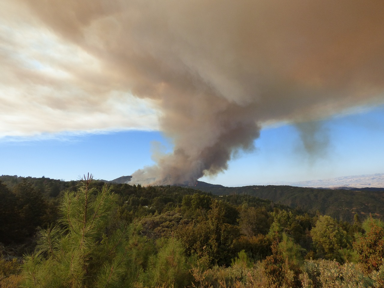 forest fire smoke wildfire free photo