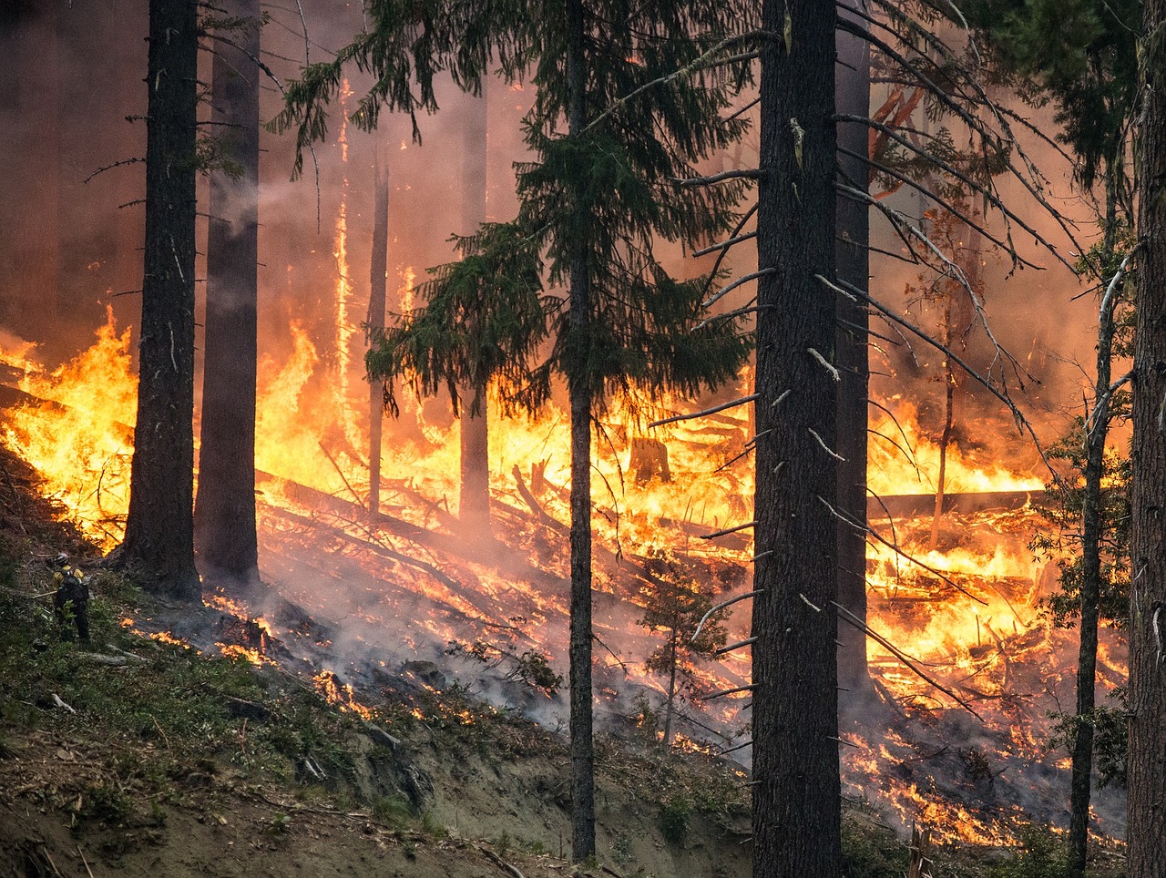 forest fire wildfire blaze free photo
