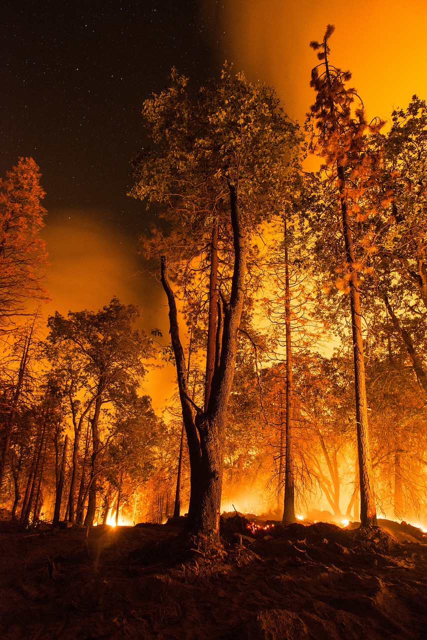 forest fire  wildfire  blaze free photo