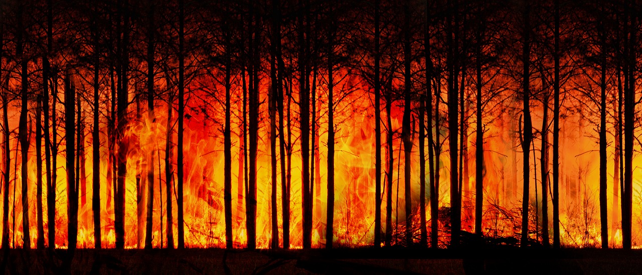 forest fire  forest  climate change free photo