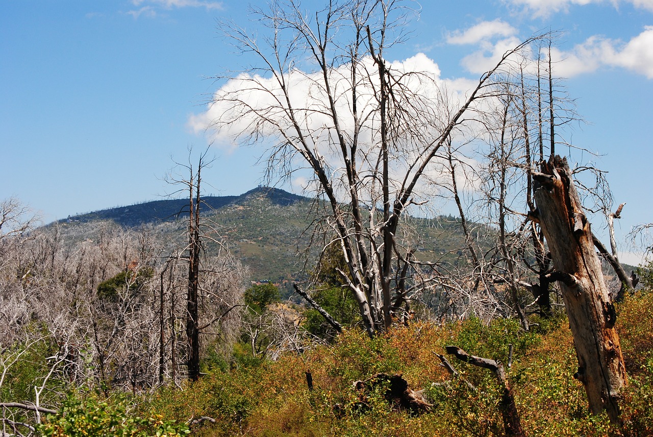 forest fire dead trees san diego free photo