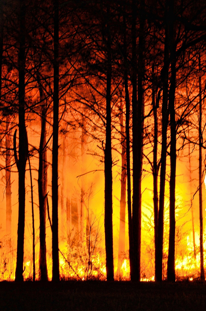 forest fire trees nature free photo
