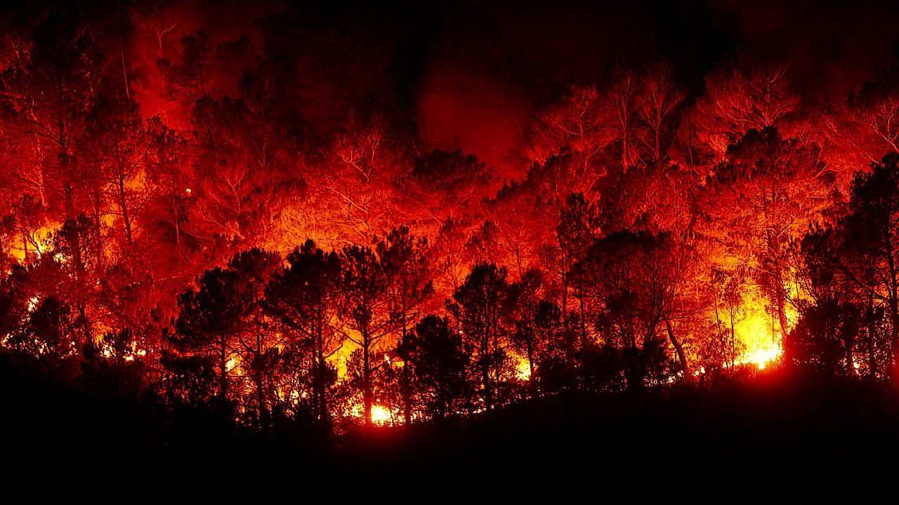 forest fires fire hell free photo