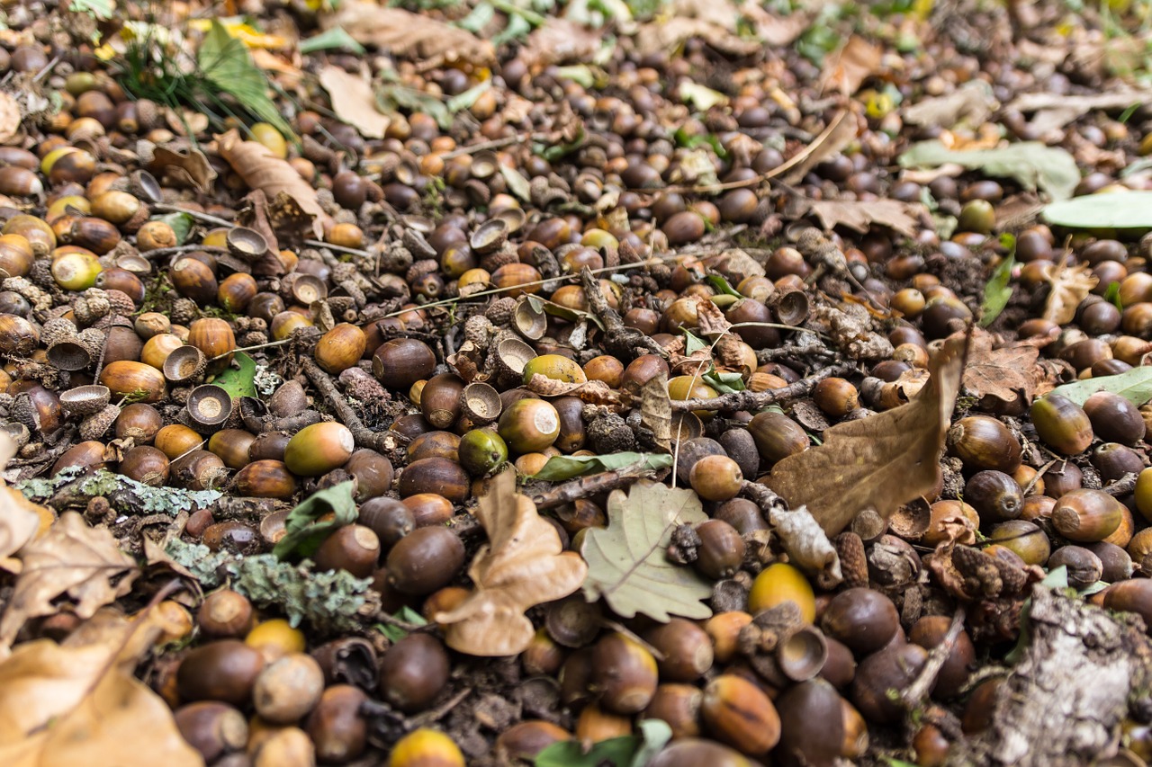 forest floor acorns forest fruits free photo