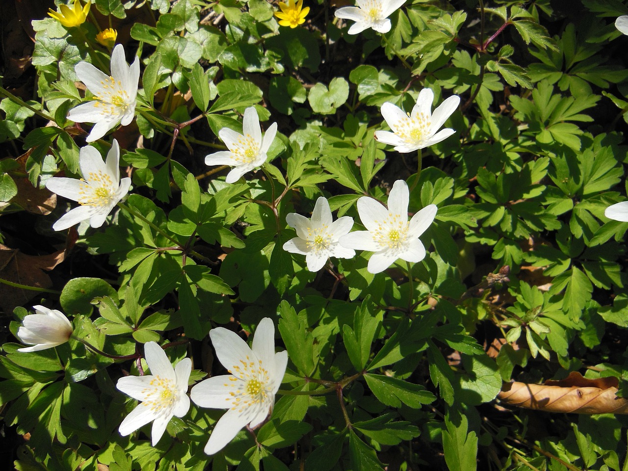 forest floor spring wood anemone free photo