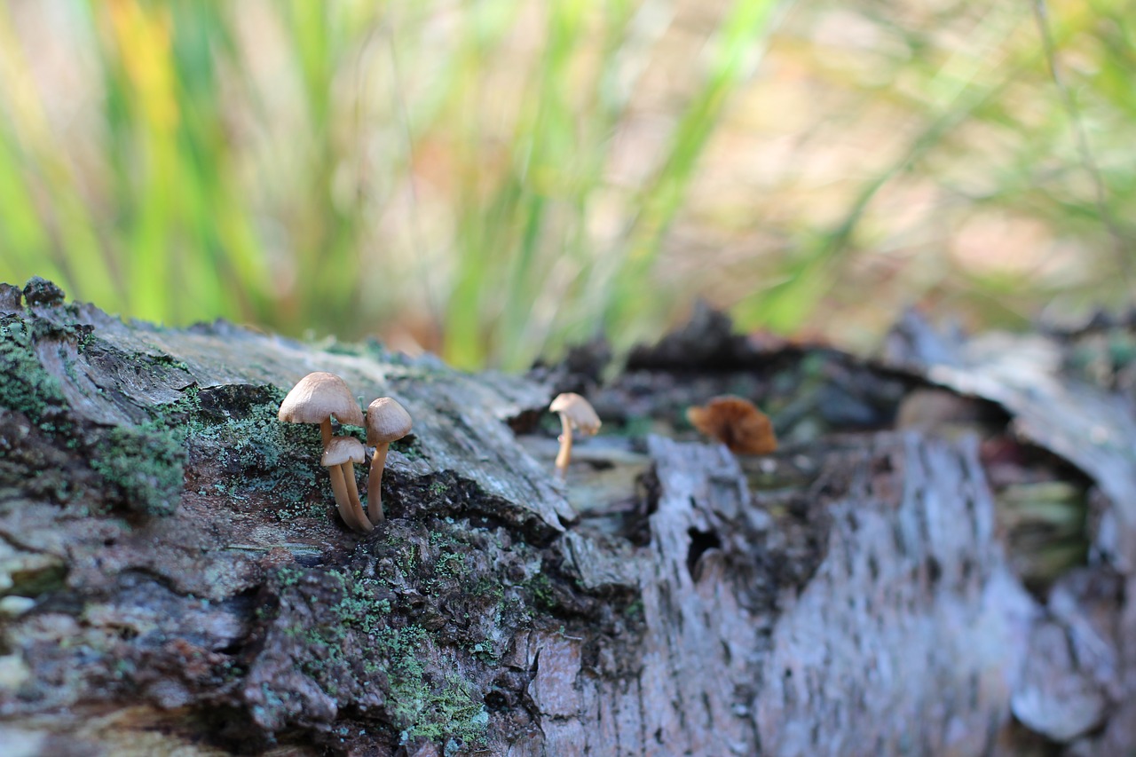 forest floor mushrooms tree fungus free photo