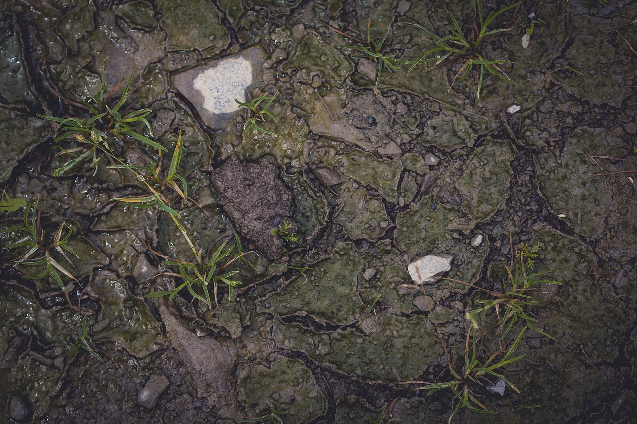 forest floor forest nature free photo