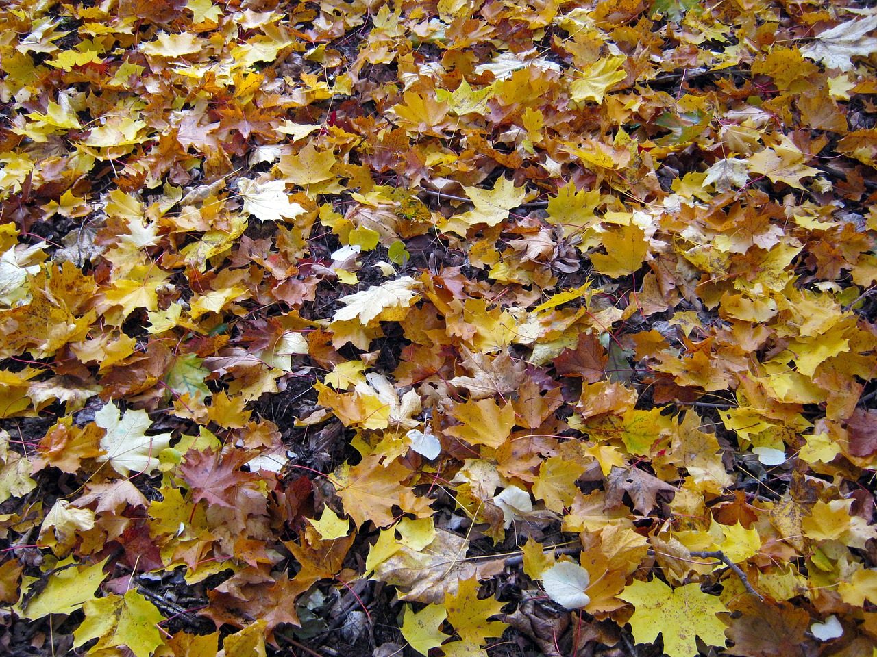 forest floor maple leaves free photo