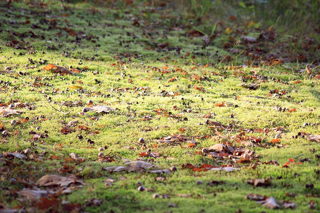 forest floor sunlight green free photo