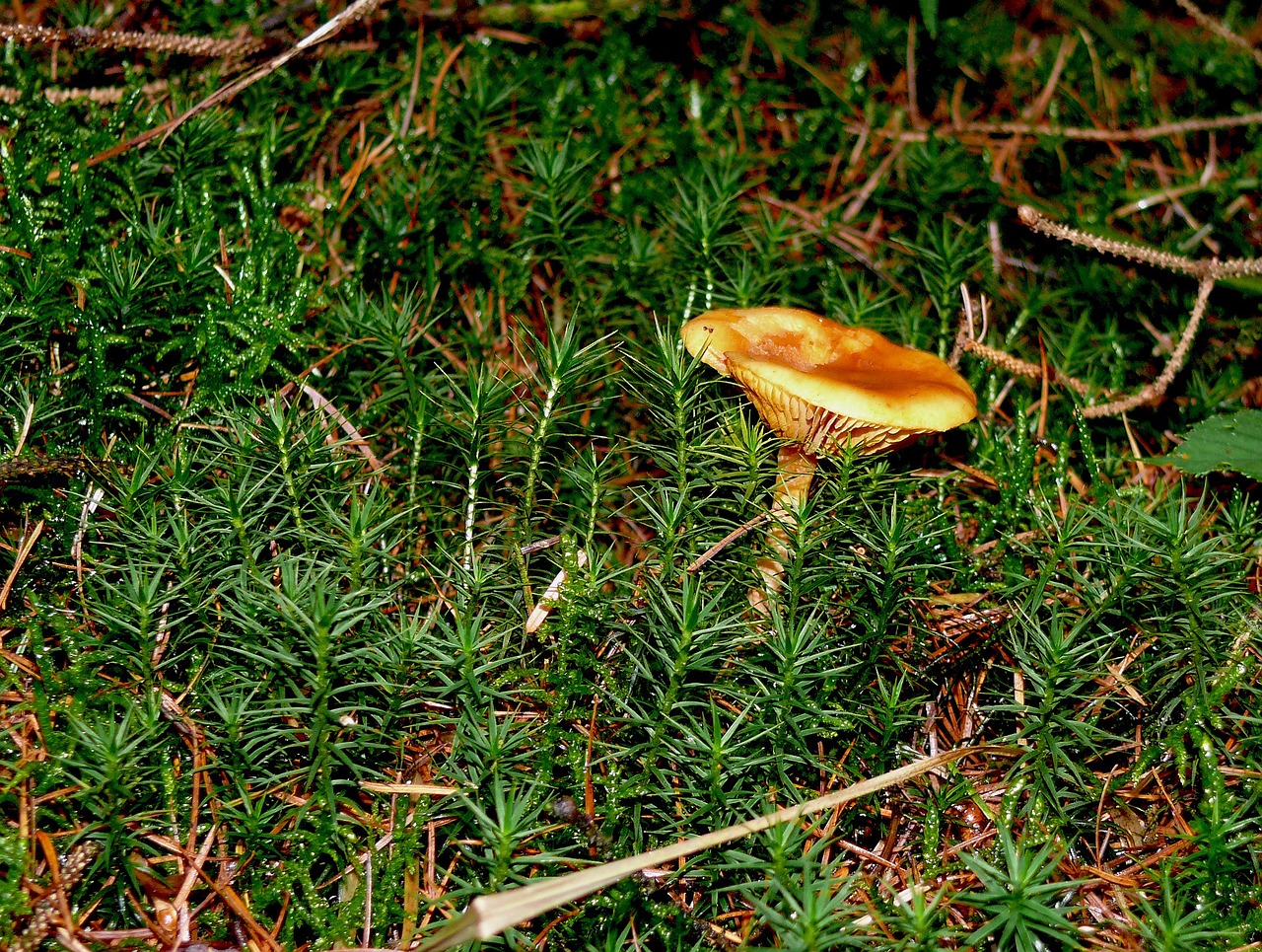 forest floor mushroom moss free photo