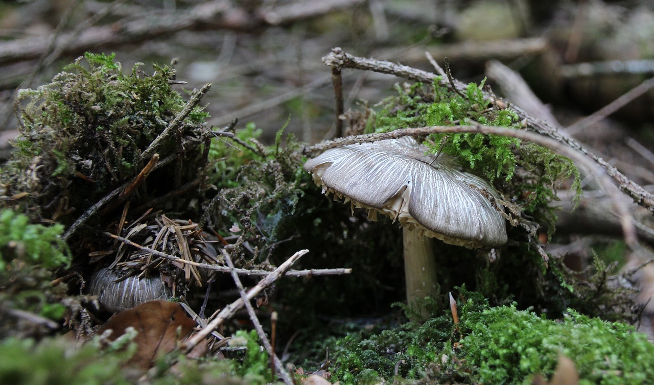 forest floor mushrooms moss free photo