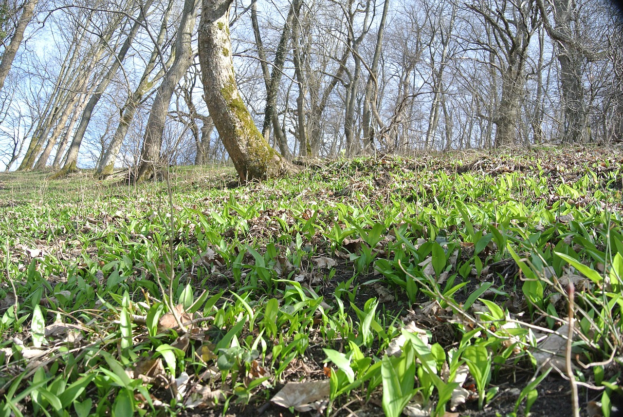 forest floor forest green free photo