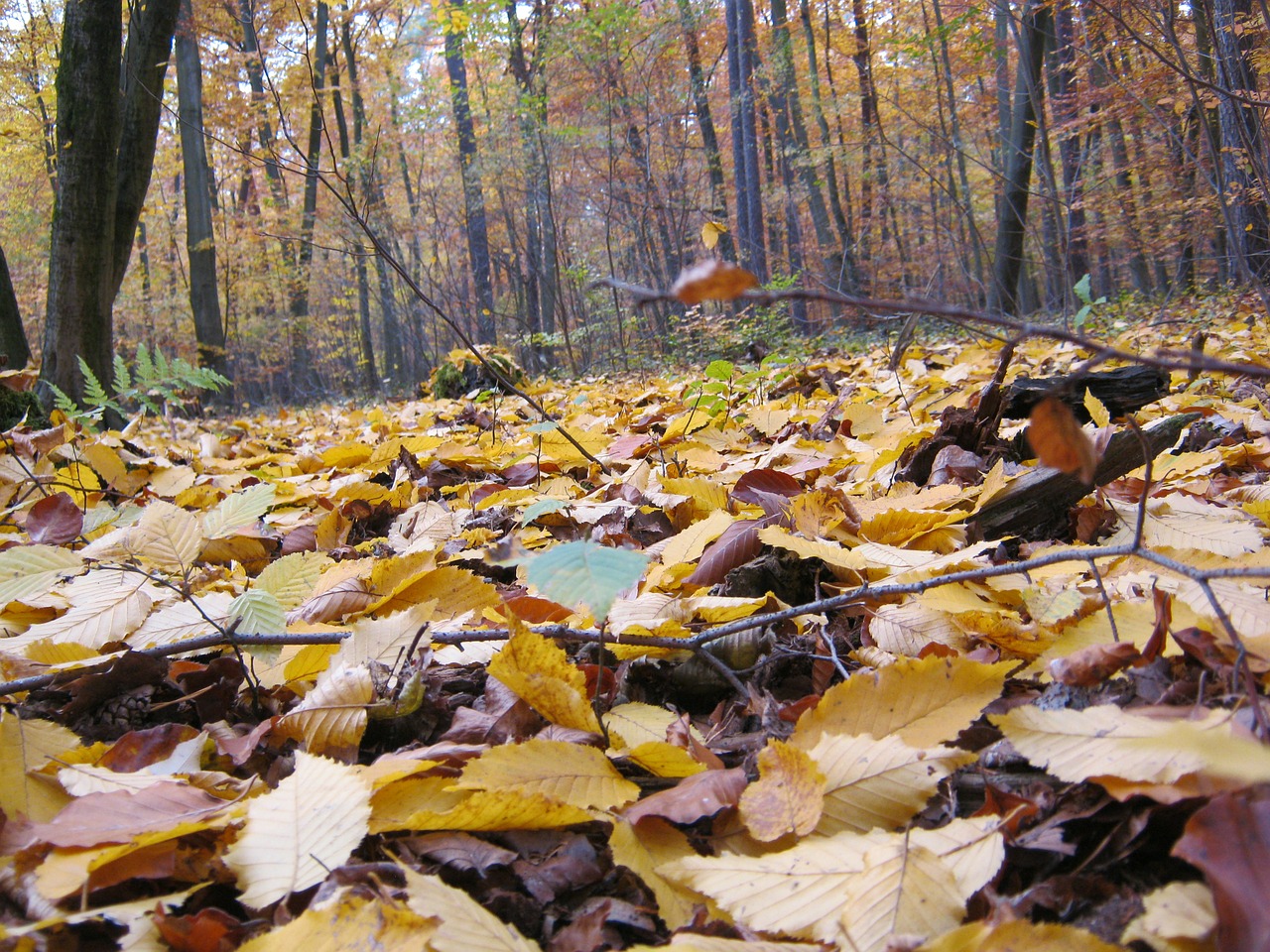 forest floor november autumn free photo