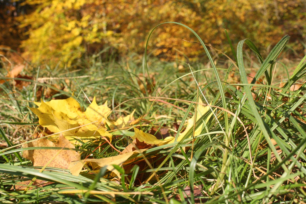 forest floor leaves autumn free photo