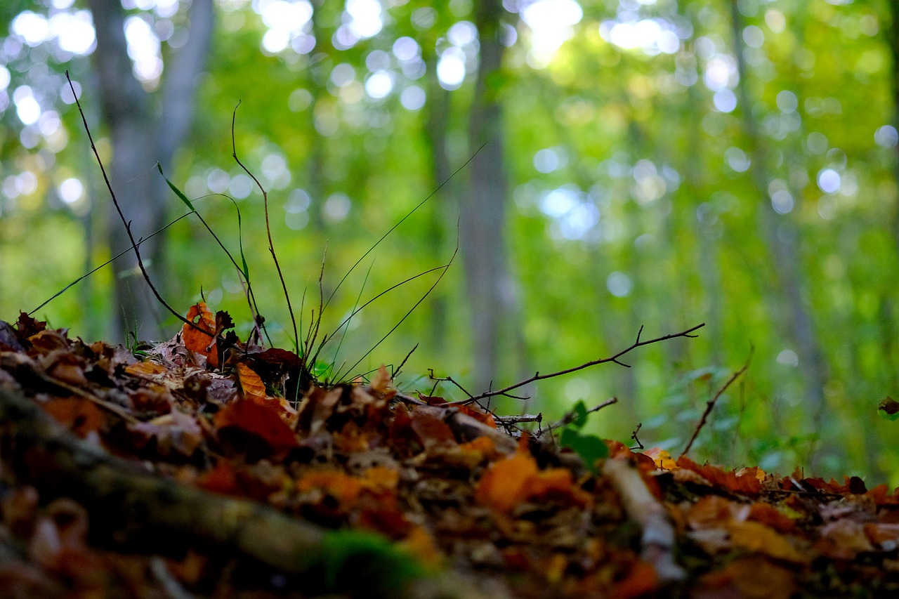 forest floor forest nature free photo