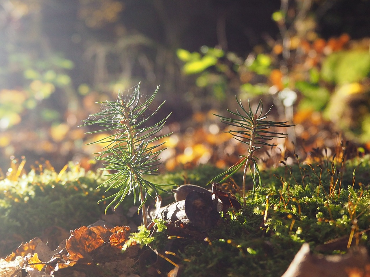 forest floor moss leaves free photo