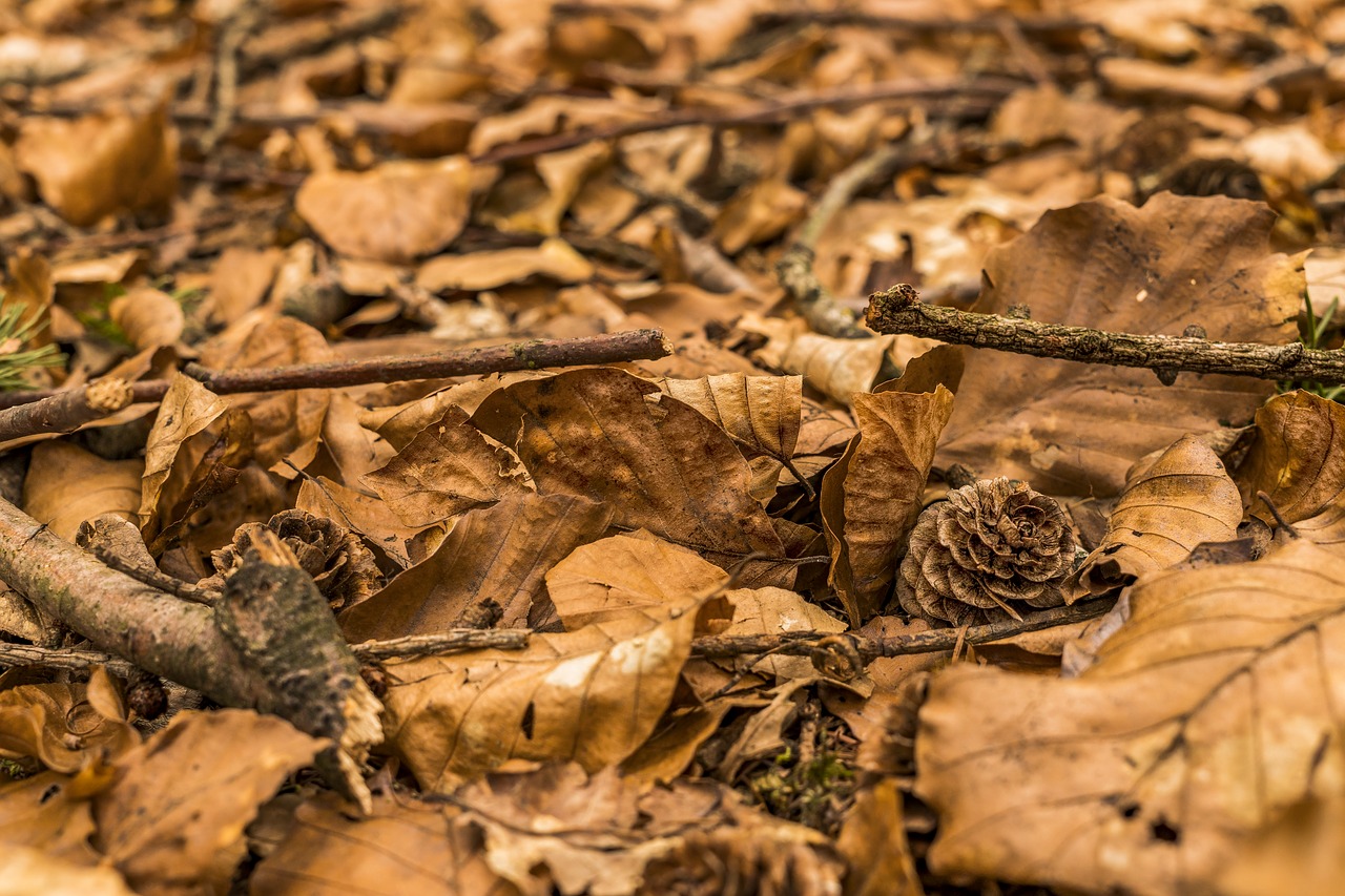 forest floor  brown  nature free photo