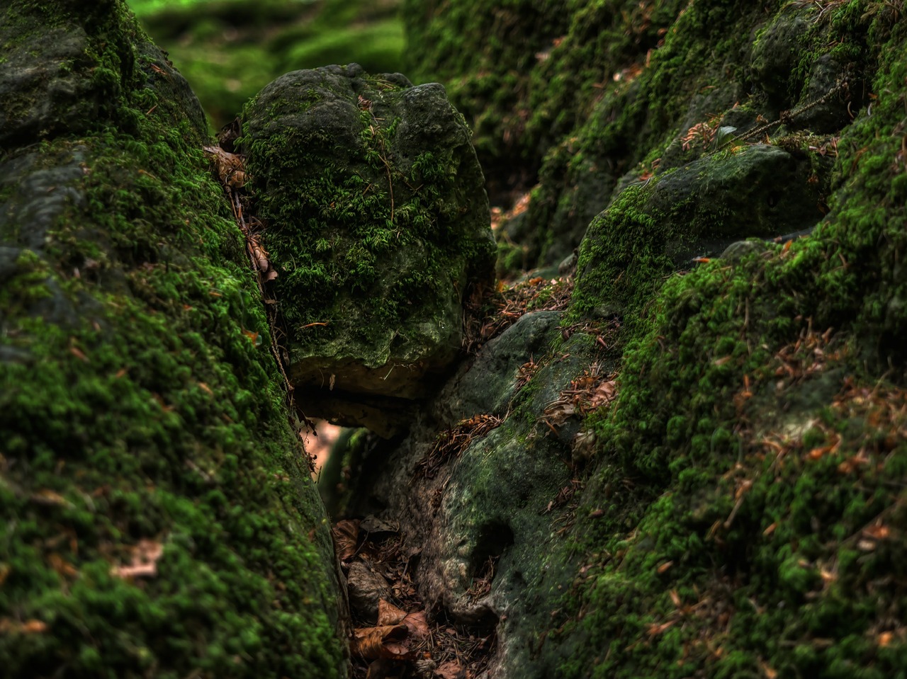 forest floor moss forest free photo