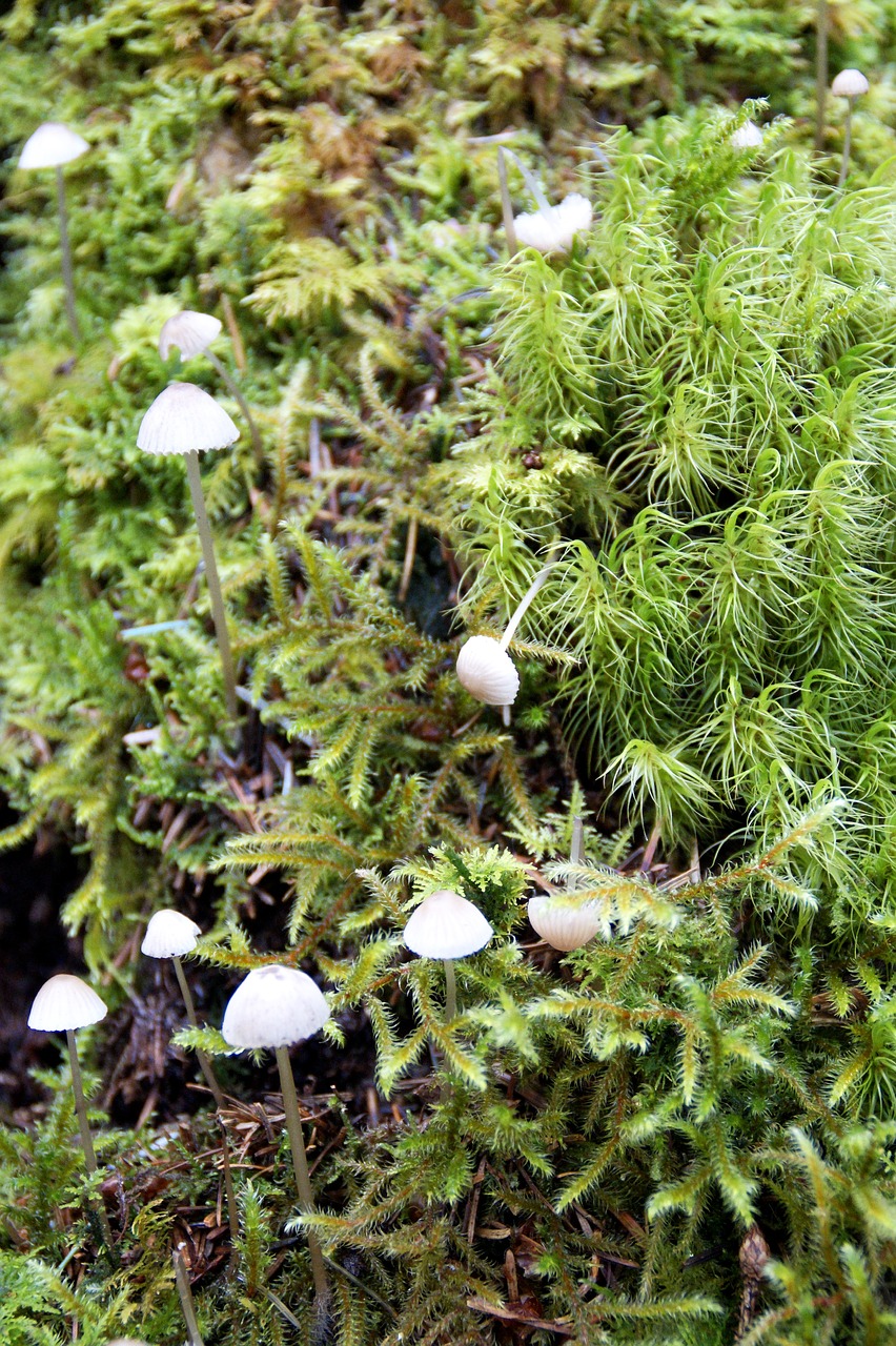 forest floor  moose  mushrooms free photo