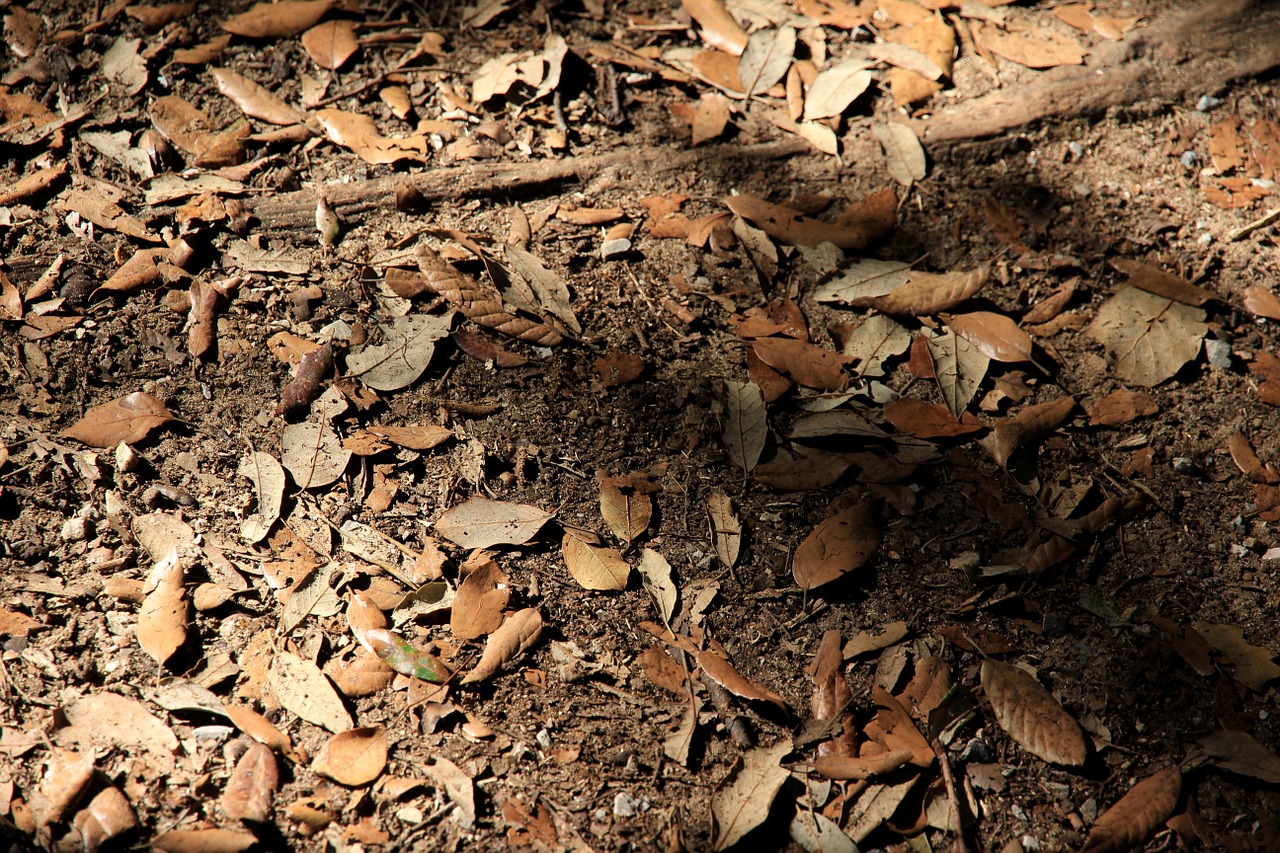 forest floor leaves autumn free photo