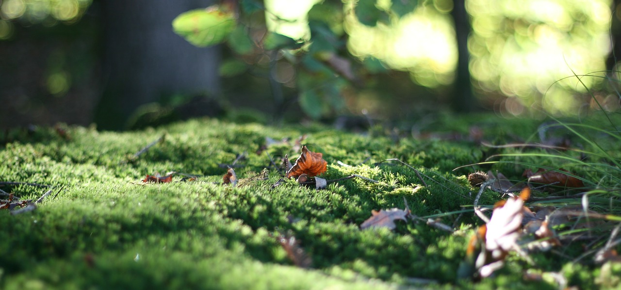 forest floor leaf moss free photo