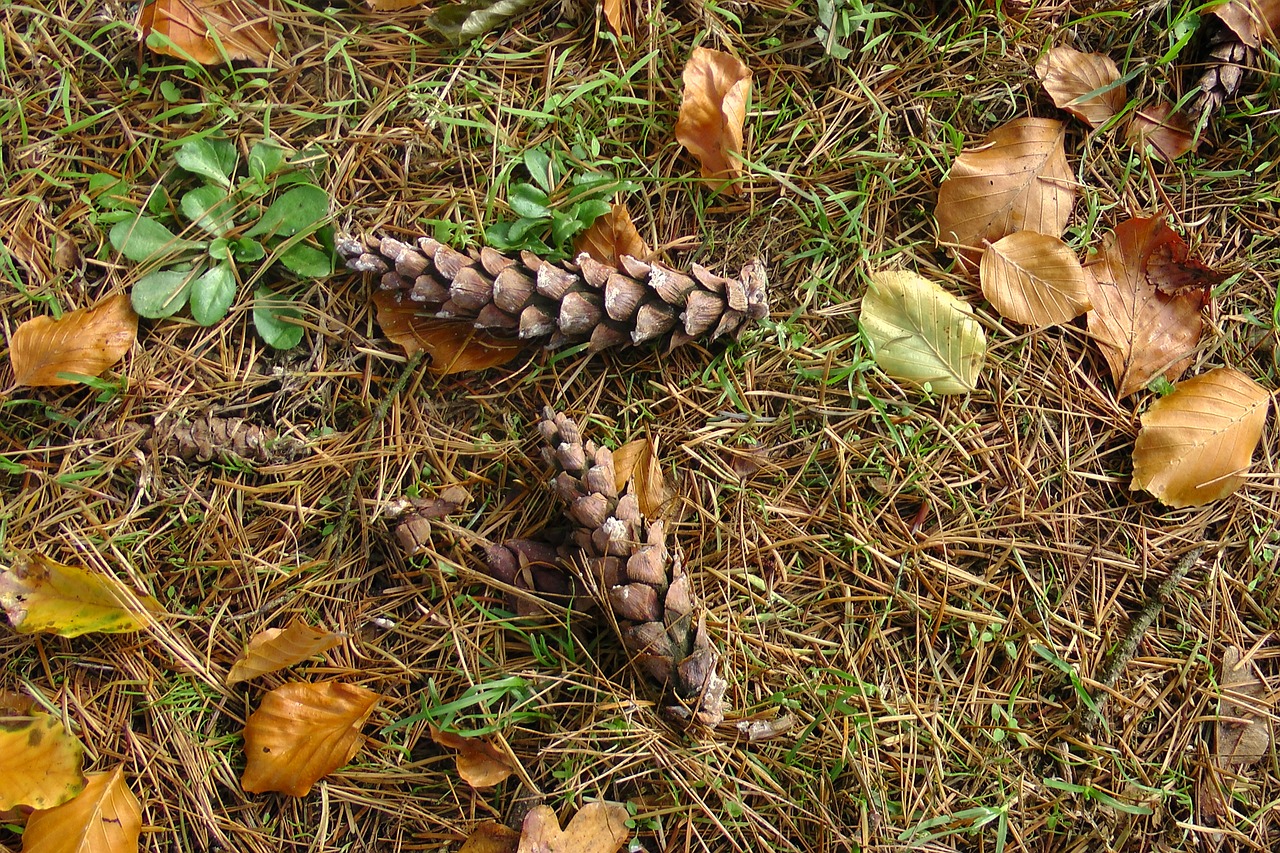 forest floor pine cones autumn free photo