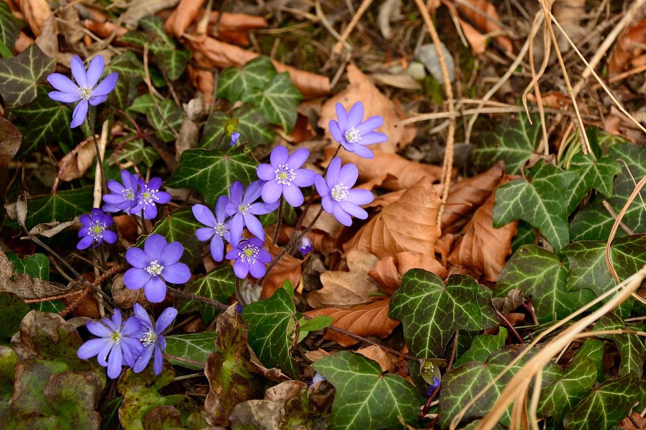 forest floor ground leaves free photo