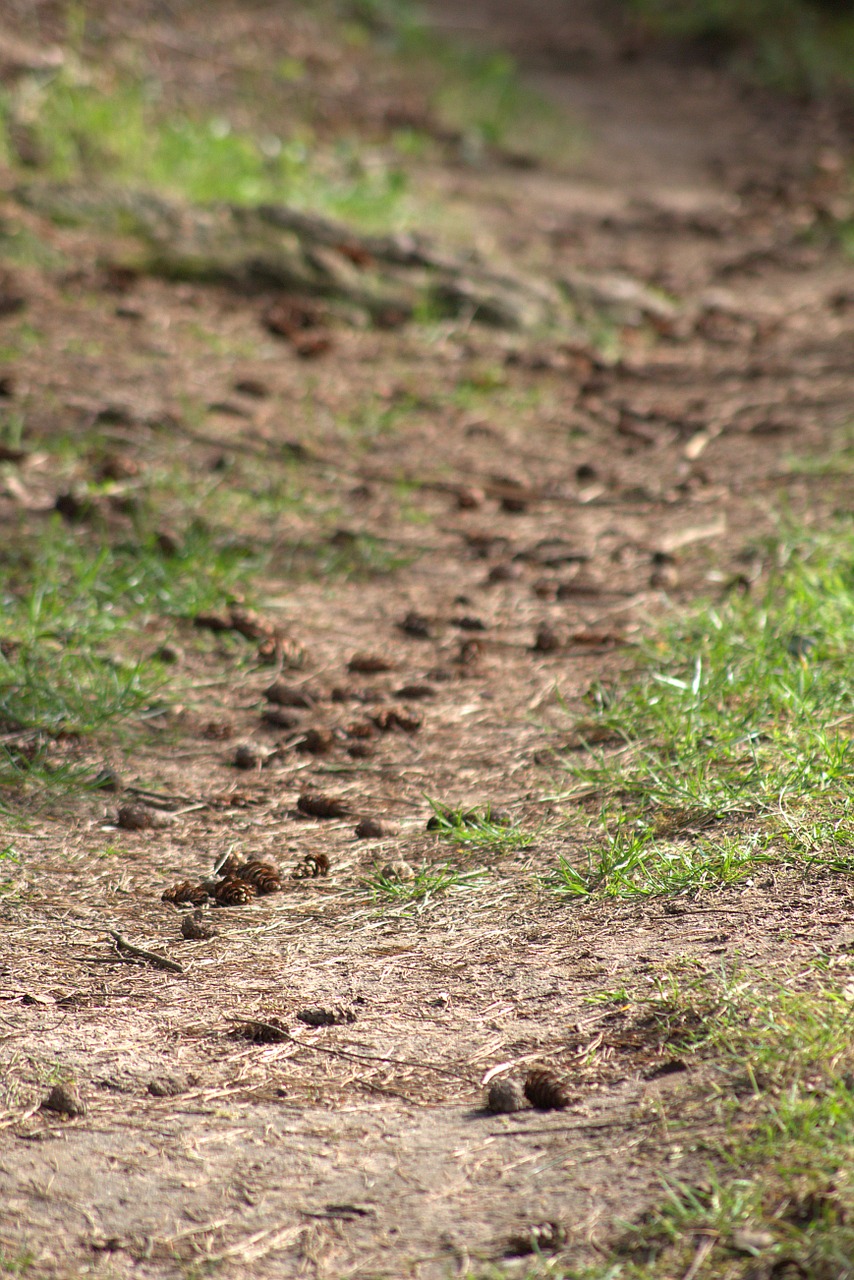 forest floor forest path nature free photo