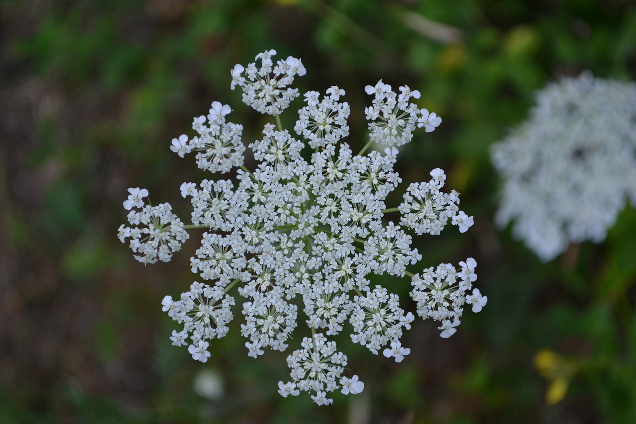 forest flower blossom bloom free photo