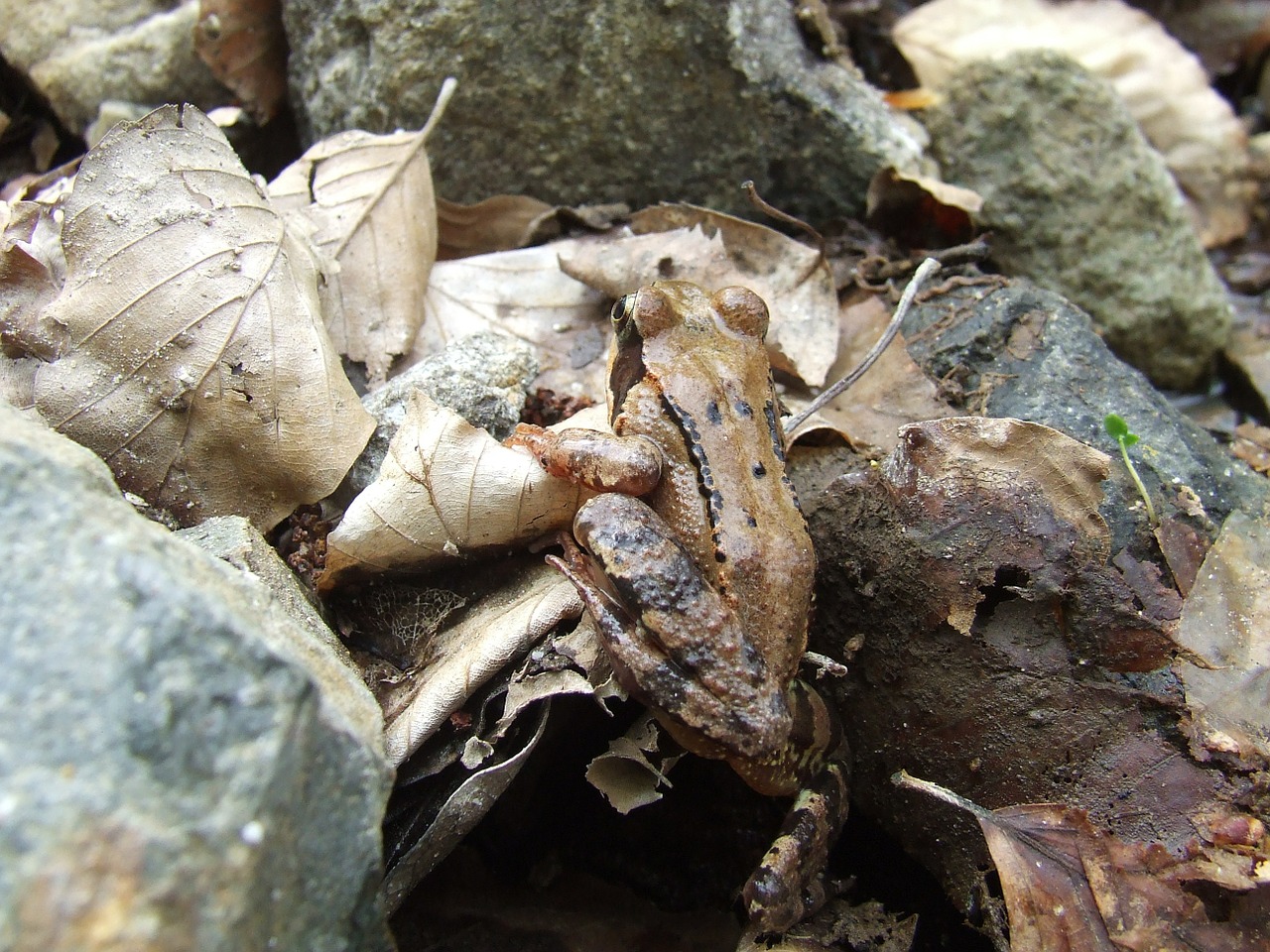 forest frog avar forest free photo