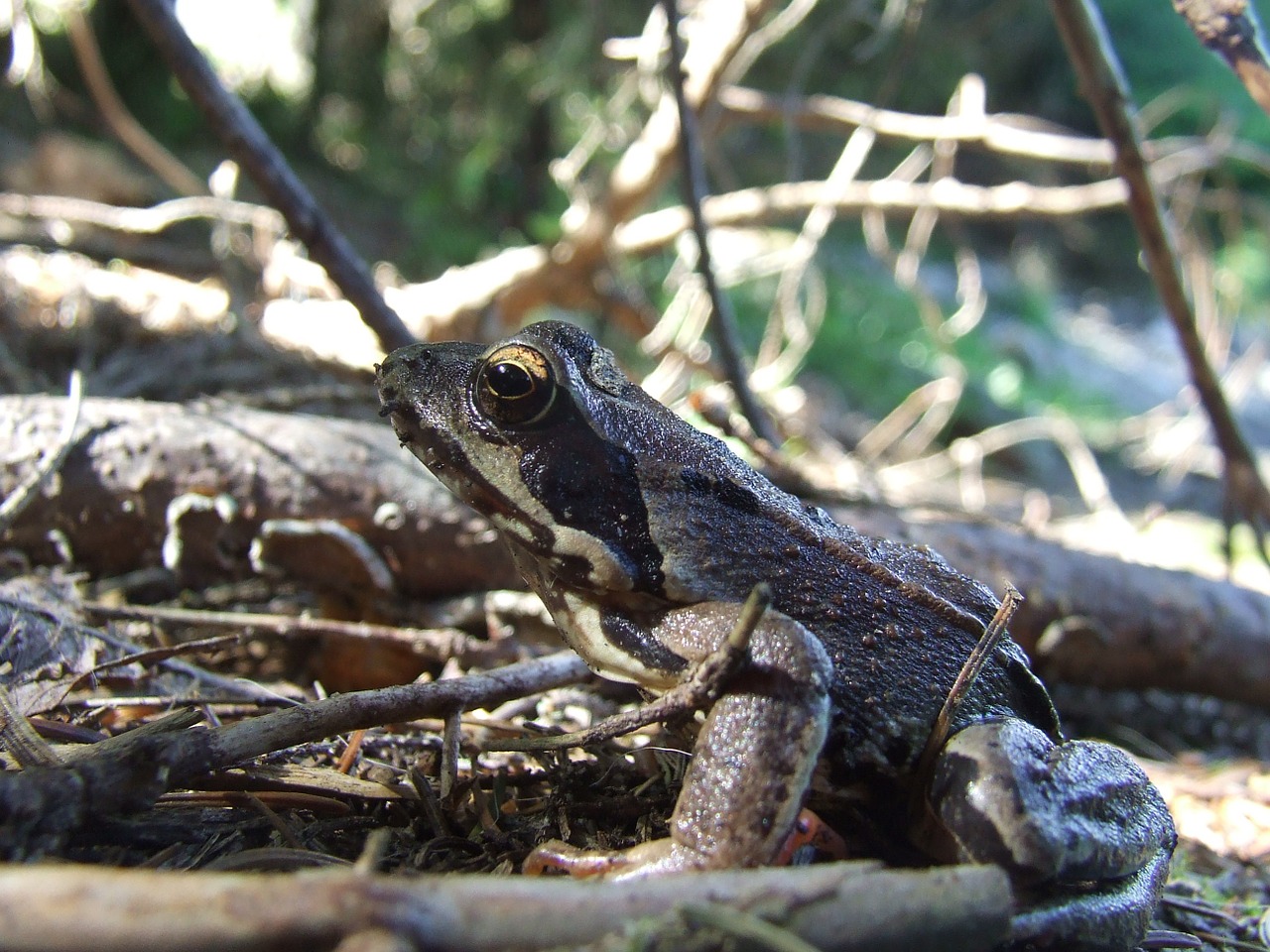 forest frog amphibian animal free photo