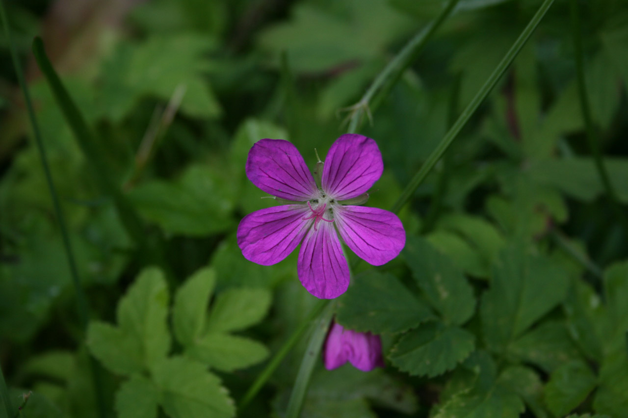 geranium purple forest geranium free photo