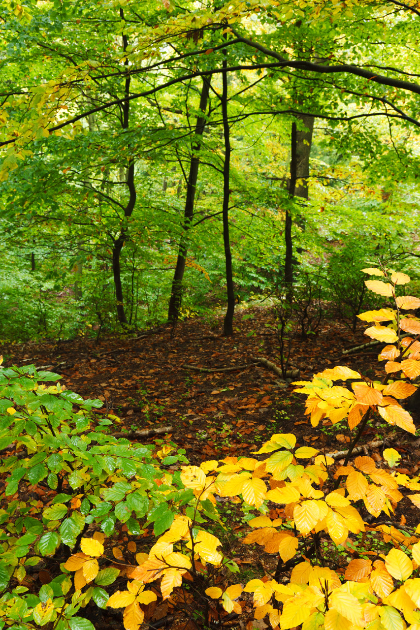 autumn branch colorful free photo