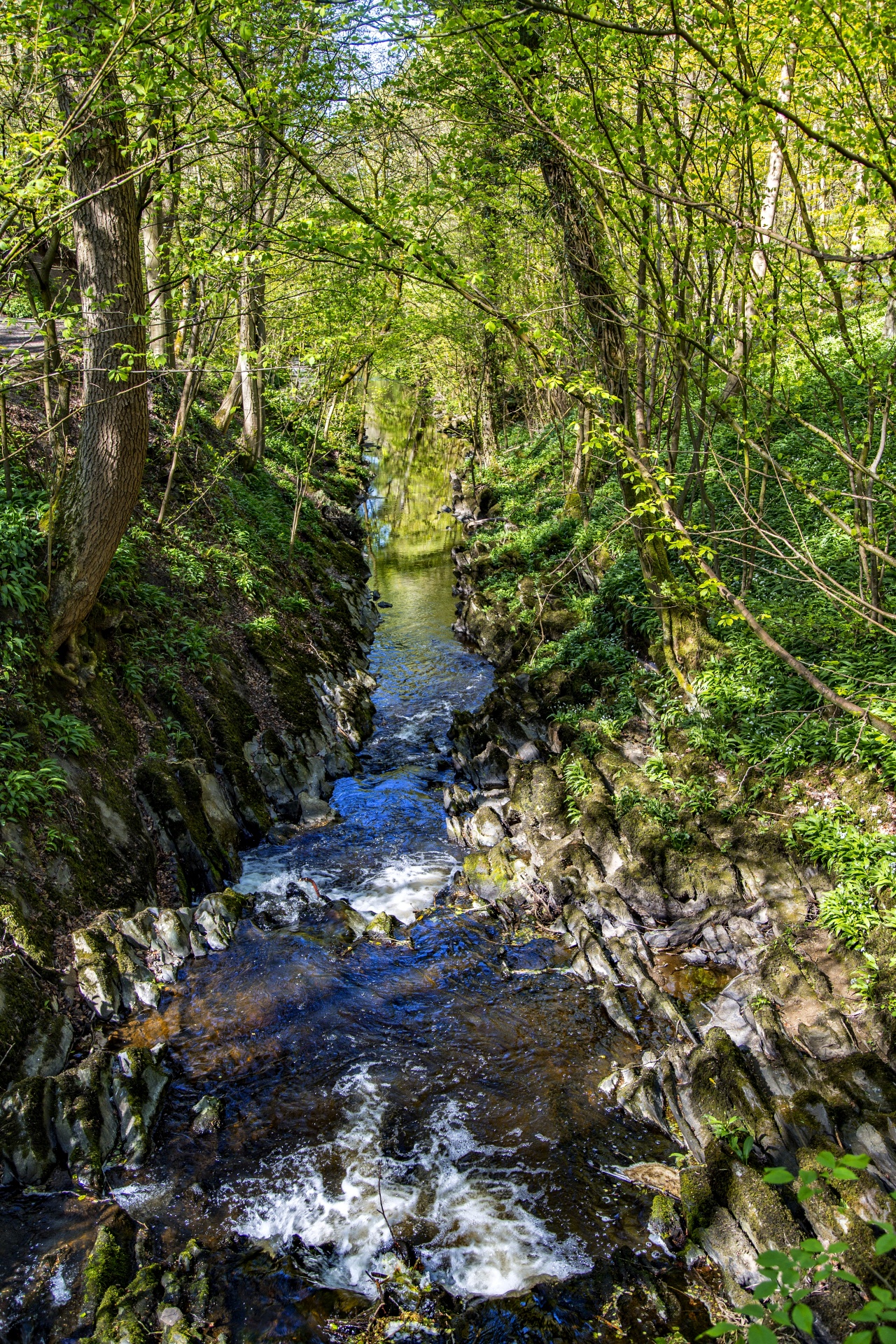 green beautiful forest free photo