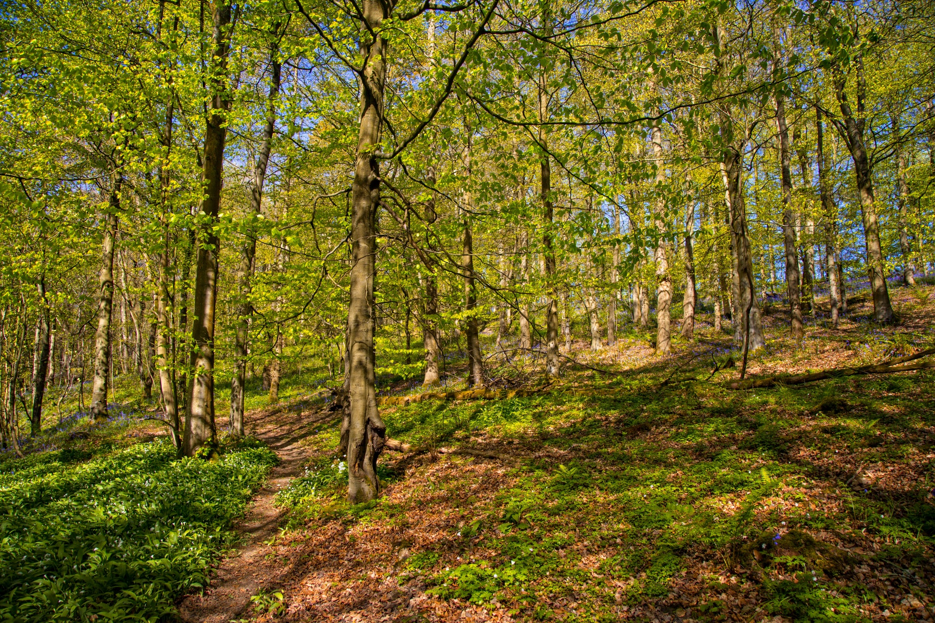 green beautiful forest free photo