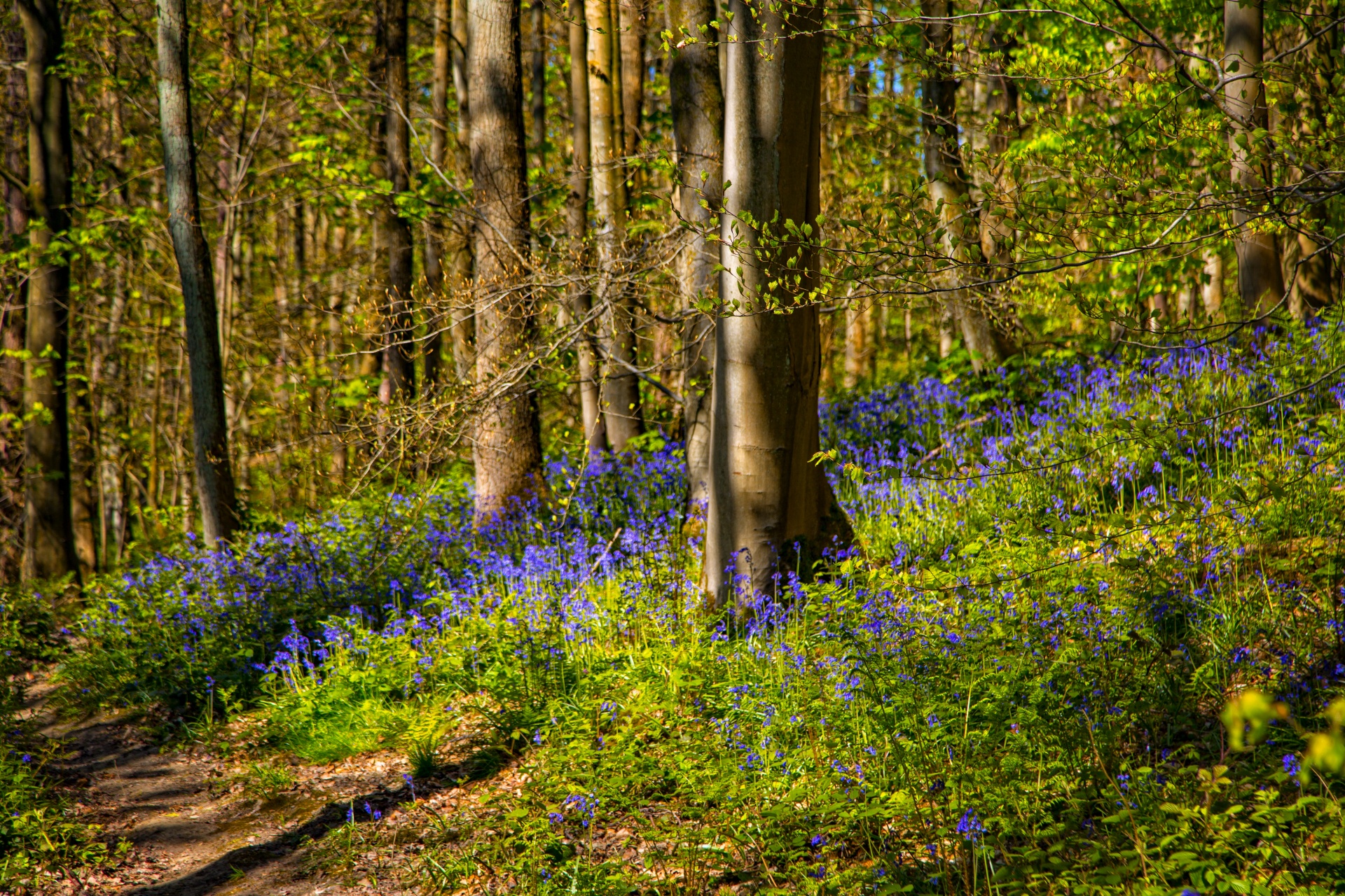 green beautiful forest free photo