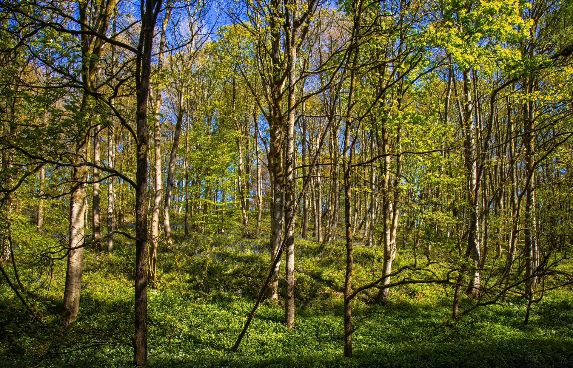 green beautiful forest free photo