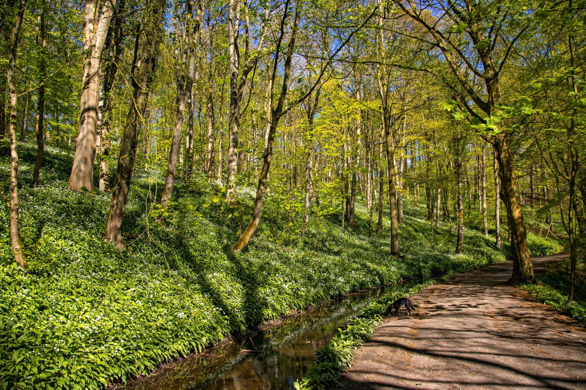 green beautiful forest free photo