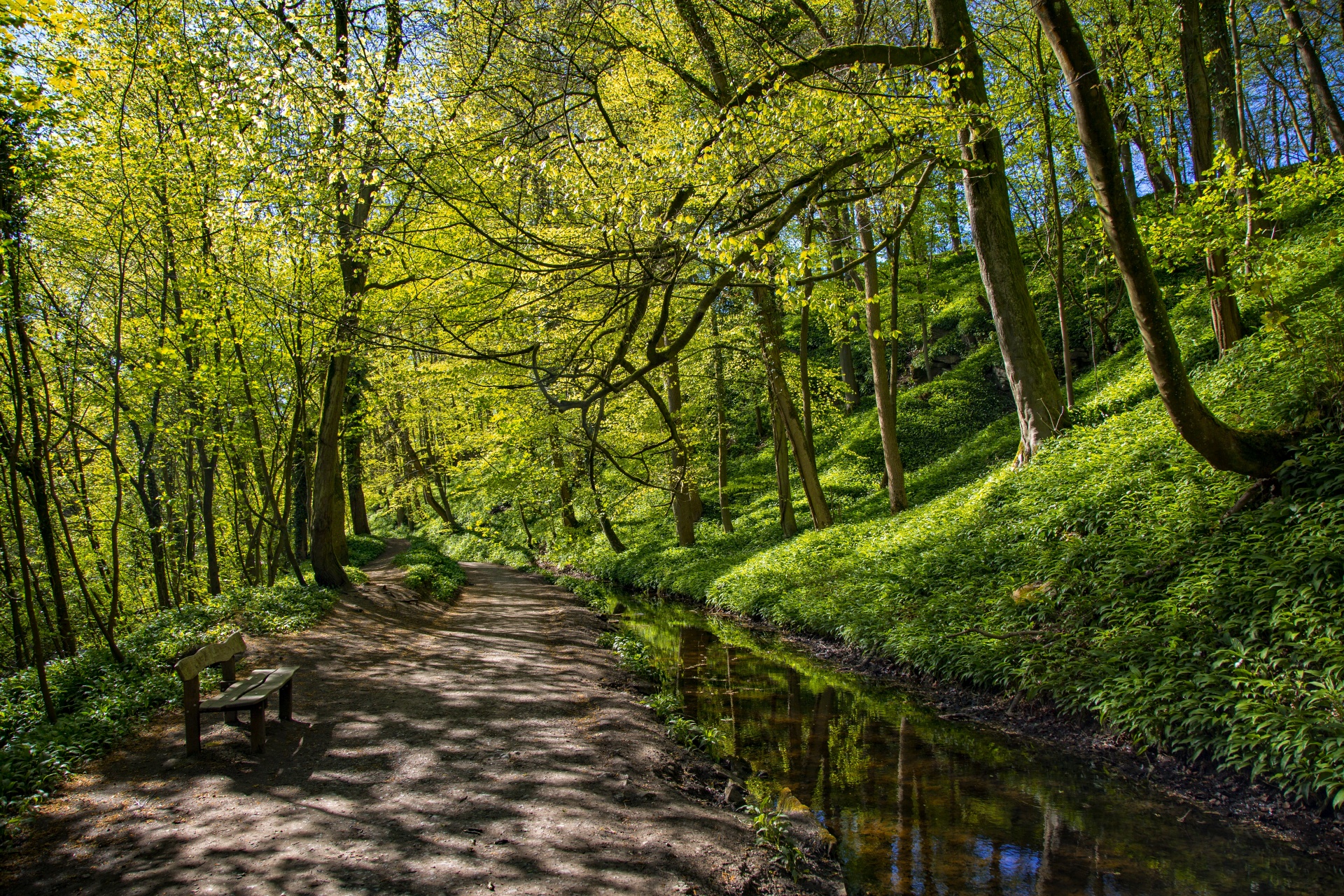 green beautiful forest free photo