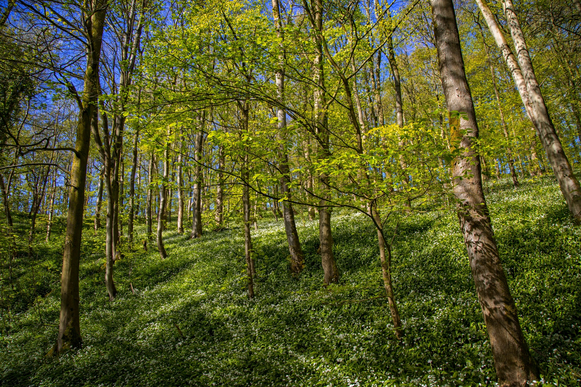 green beautiful forest free photo