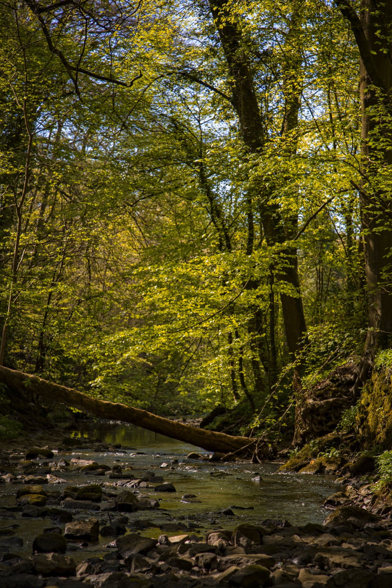 green beautiful forest free photo