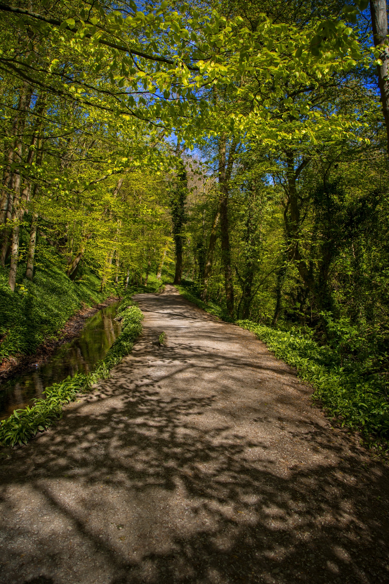 green beautiful forest free photo