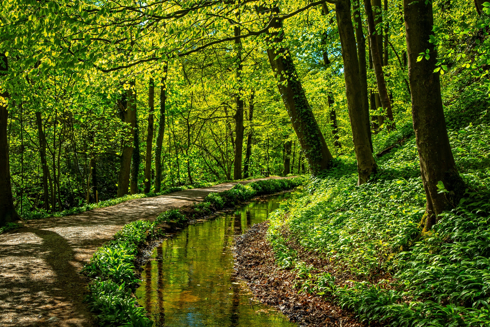 green beautiful forest free photo