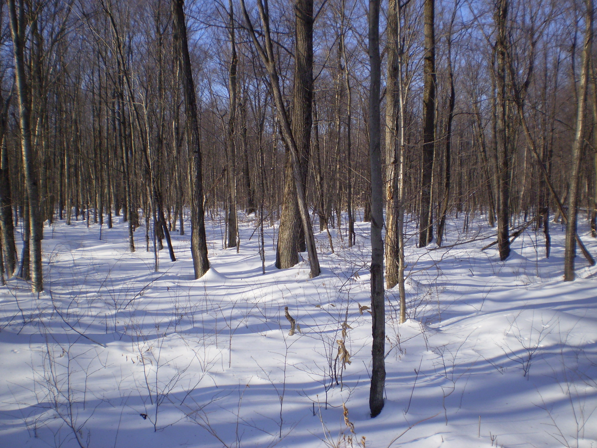 trees forest winter free photo