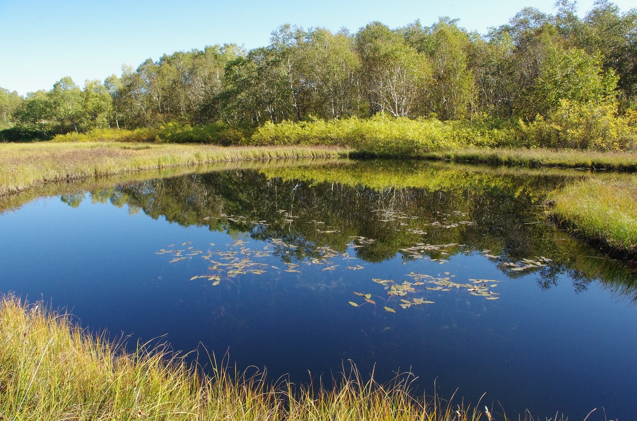 forest lake mountains forest free photo