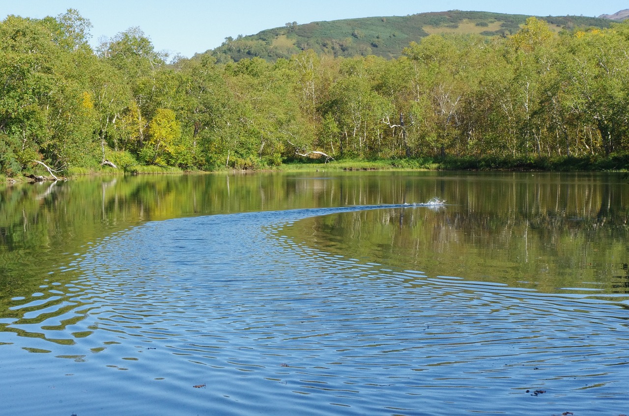 forest lake mountains forest free photo