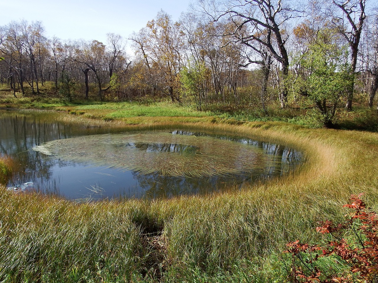 forest lake weed forest free photo