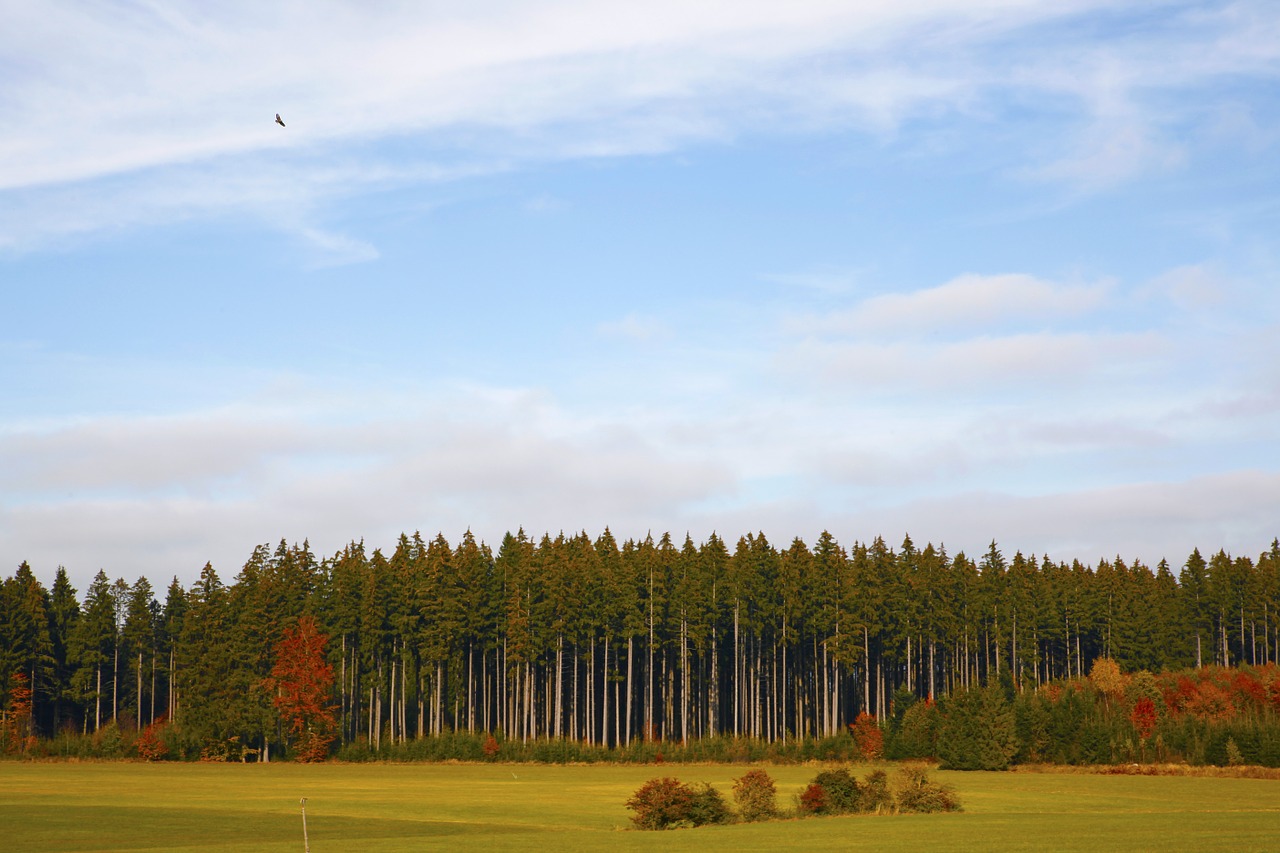 forest landscape forest pine forest free photo