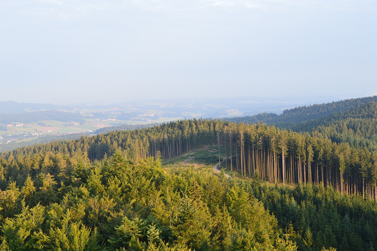 forest landscape nature free photo